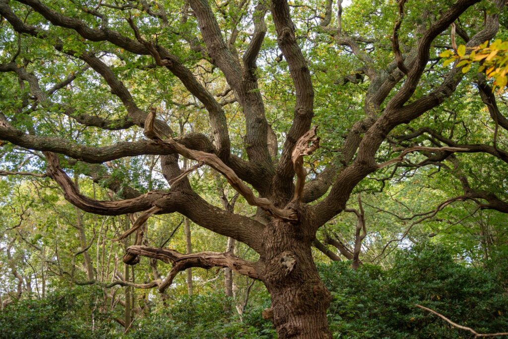Sprawling oak tree with many branches